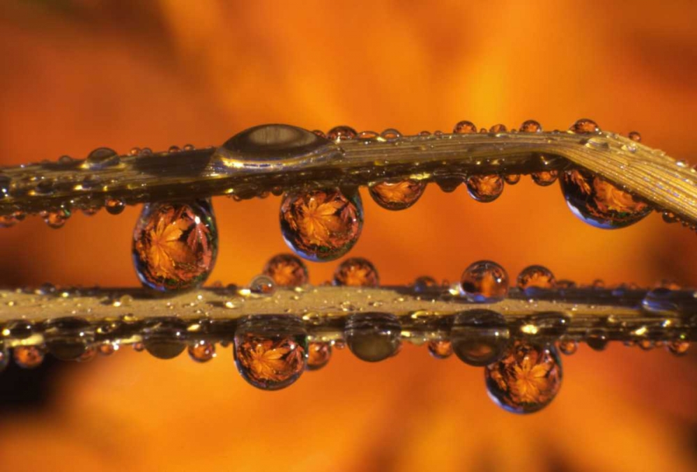 OR, Dewdrops reflecting Japanese maple leaves